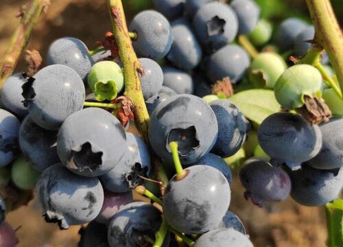 蓝莓一天吃几个最好