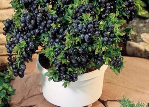 蓝莓一天吃几个最好