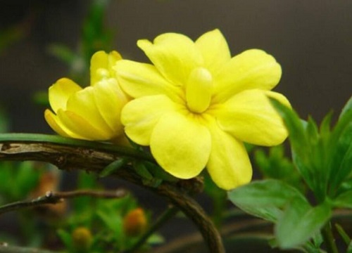 迎春花开在什么季节