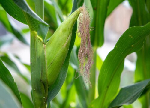 春玉米种植时间和方法