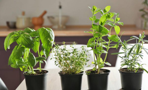 驱赶苍蝇的最佳方法和东西