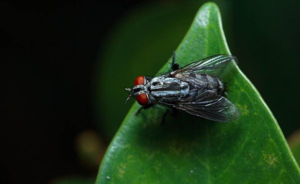 驱赶苍蝇的最佳方法和东西