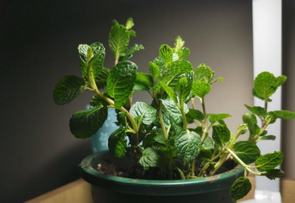 驱赶苍蝇的最佳方法和东西