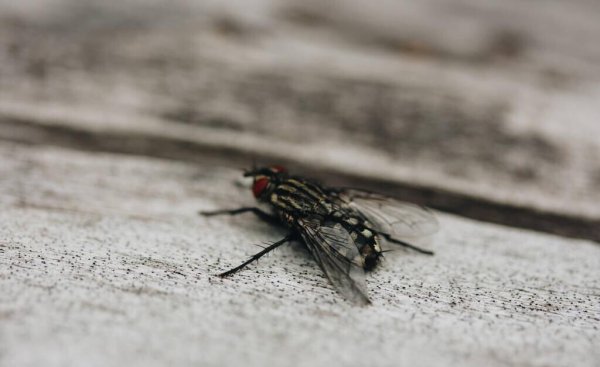 驱赶苍蝇的最佳方法和东西