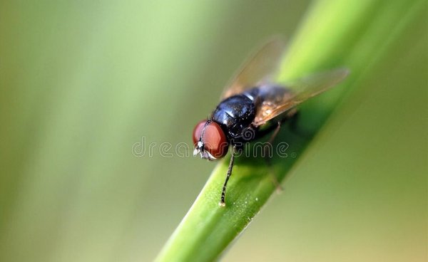 驱赶苍蝇的最佳方法和东西