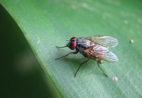 驱赶苍蝇的最佳方法和东西