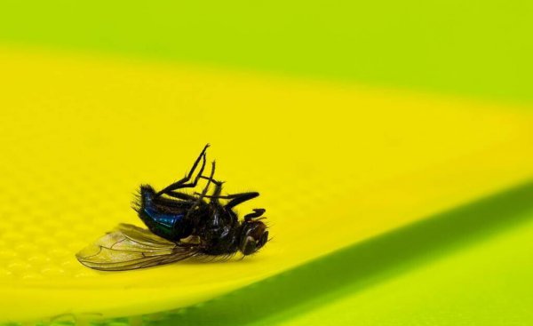 驱赶苍蝇的最佳方法和东西