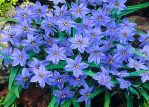 韭兰的养殖方法和注意事项