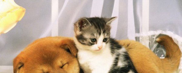 小猫一直叫是怎么回事