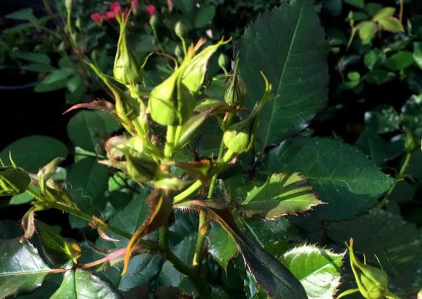 月季花苞一直不开花怎么回事