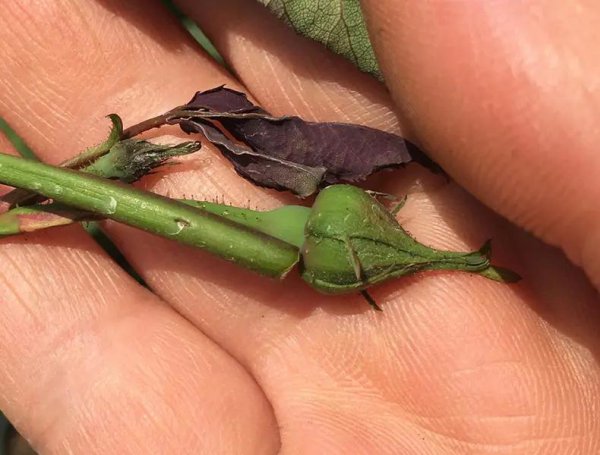 月季花苞一直不开花怎么回事