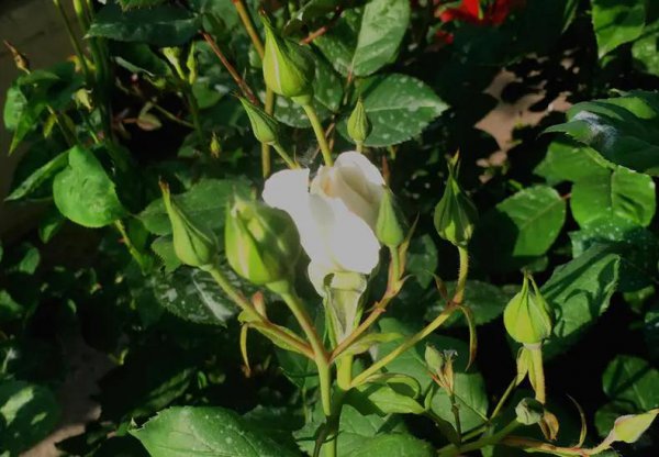 月季花苞一直不开花怎么回事