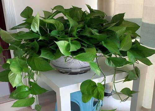 绿萝开花是什么样子