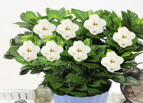 栀子花盆栽怎样养来年开花多