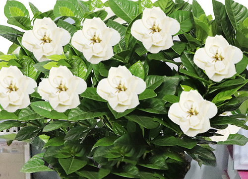 栀子花盆栽怎样养来年开花多