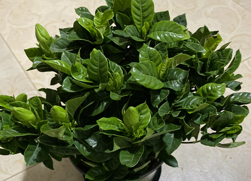 栀子花盆栽怎样养来年开花多