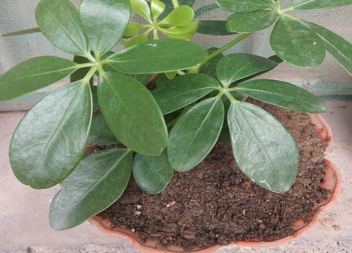 鸭掌木叶子发黄脱落怎么回事