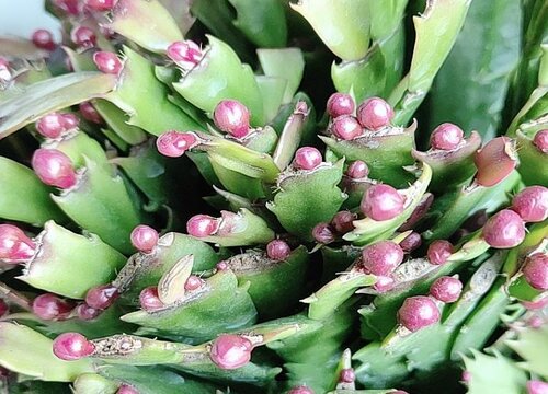 蟹爪兰什么时候休眠