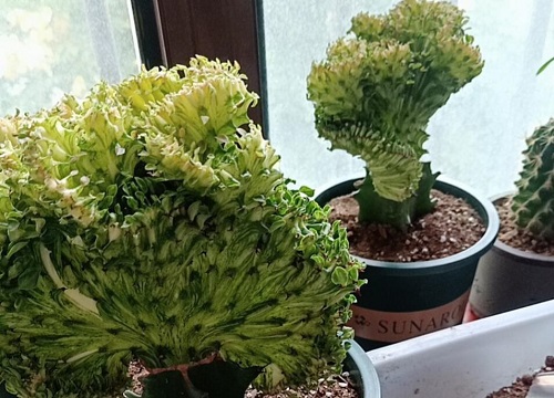 麒麟烂没根能活吗