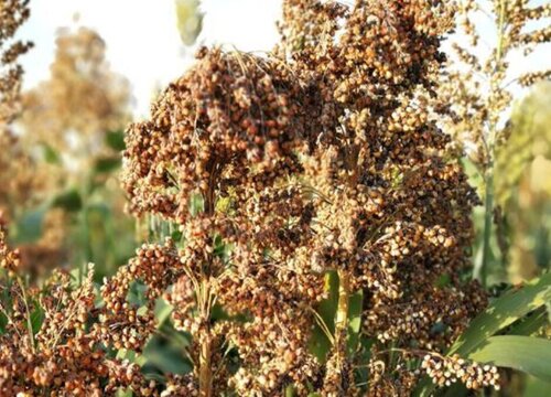 高粱炭疽病的发病原因及治疗方法