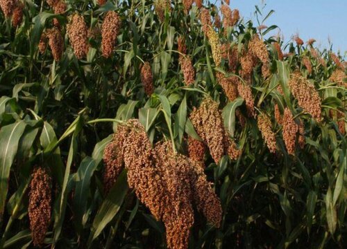 高粱炭疽病的发病原因及治疗方法