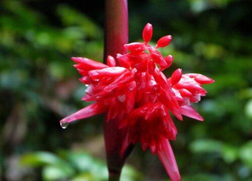 紫背竹芋开花吗