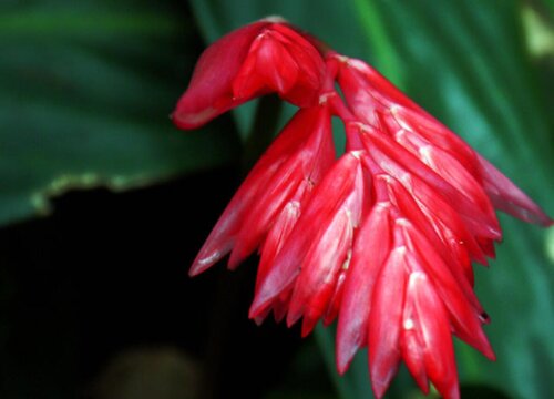 紫背竹芋开花吗