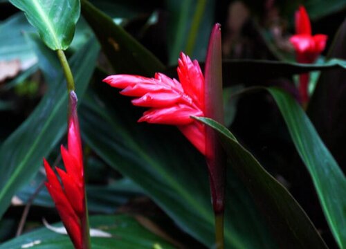 紫背竹芋开花吗