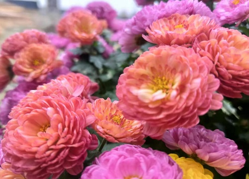 千头菊耐寒多少度