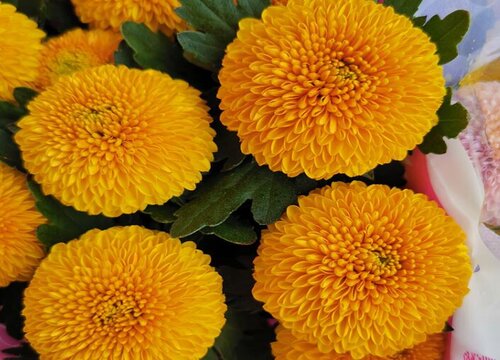 千头菊耐寒多少度