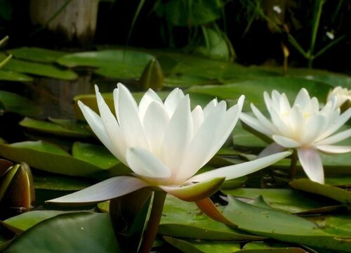 荷花无土栽培方法