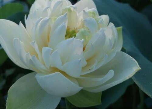 荷花无土栽培方法