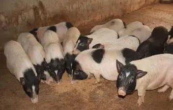 农村养殖什么致富快