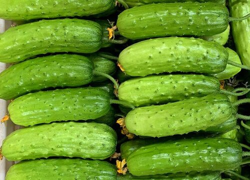 黄瓜种子催芽方法