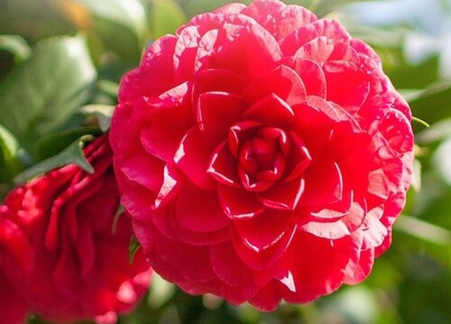 茶花黄叶掉叶开花少怎么办