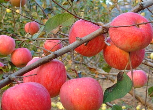 洛川苹果什么时候成熟