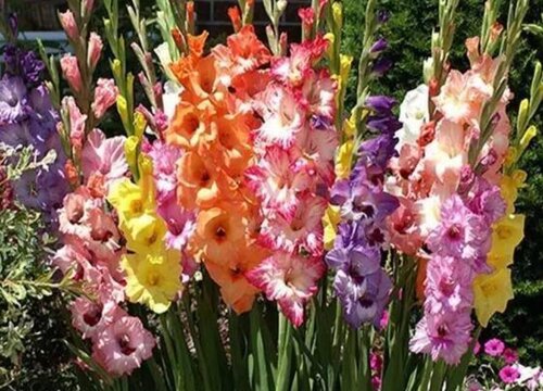 唐菖蒲什么时候开花