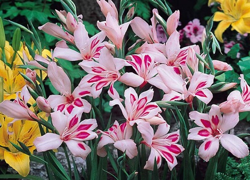 唐菖蒲什么时候开花