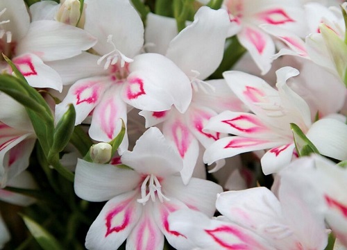 唐菖蒲什么时候开花