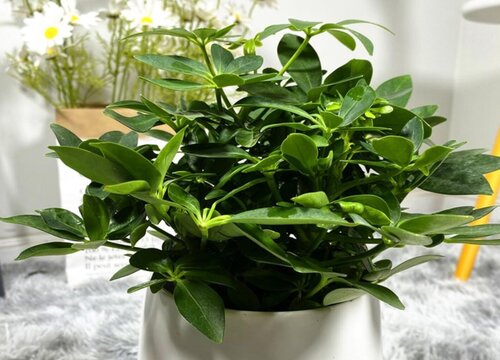 鸭脚木施肥用什么肥料最好