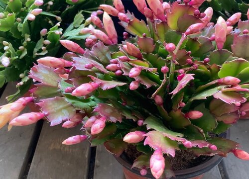 扦插蟹爪兰坚决不用的三种叶片