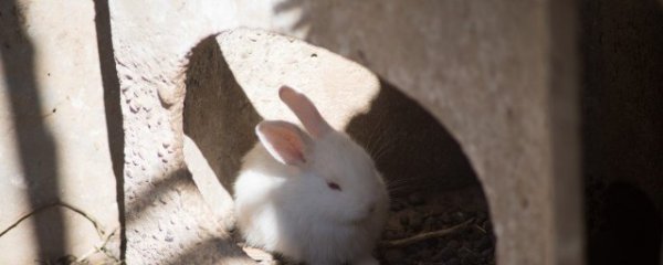 生肖兔在2023年的命运