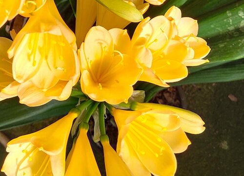 如何改善君子兰的叶片长得不好的现象