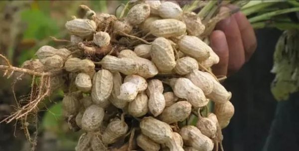 种植花生高产的诀窍