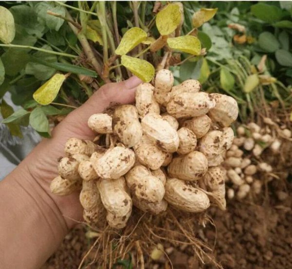 种植花生高产的诀窍