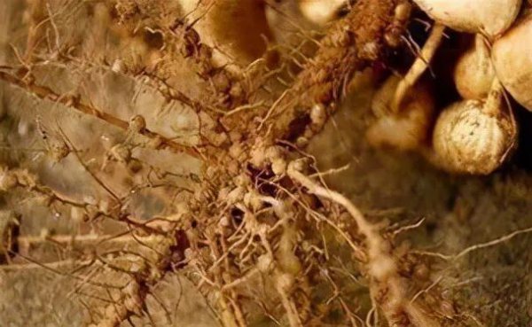 种植花生高产的诀窍