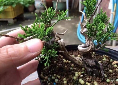 真柏盆景烂根怎么处理