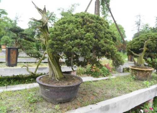 真柏盆景烂根怎么处理