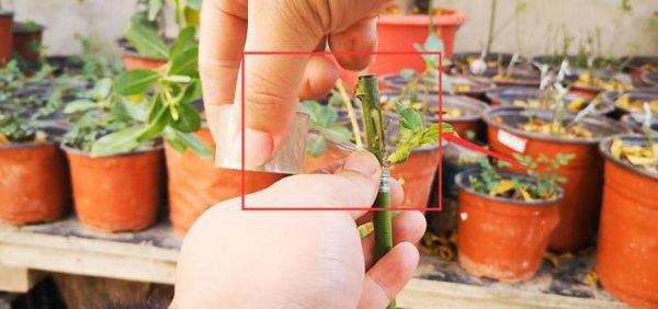 野生蔷薇能嫁接月季吗