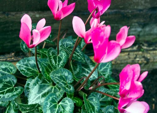 仙客来球根怎么栽种